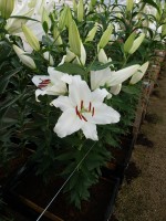 [5323 Monteneu VWS No02.JPG]